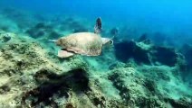 التغير المناخي يهدد تكاثر السلاحف البحرية وبقاءها (دراسة)