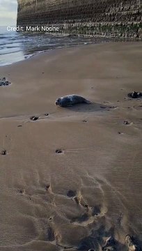Starving seal pup rescued from Kent beach
