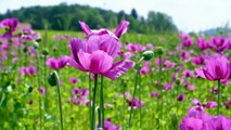 Flowers with relaxing music. Nature, landscapes, flowers
