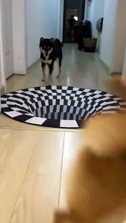 Les chiens aussi détestent les illusions d'optique
