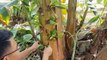 Amazing Farming ideas for Your Home - Garden - Growing vegetables in a banana tree