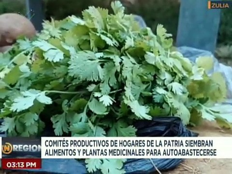 Zulia | Mujeres de hogares de la patria promueven la siembra de alimentos y plantas medicinales