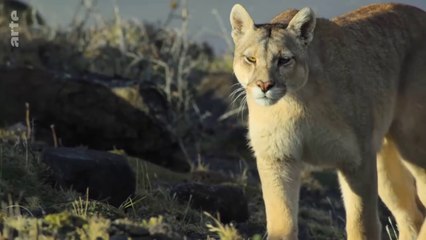 Descubre la Fascinante Vida de los Pumas en las Dinastías Animales 🐾