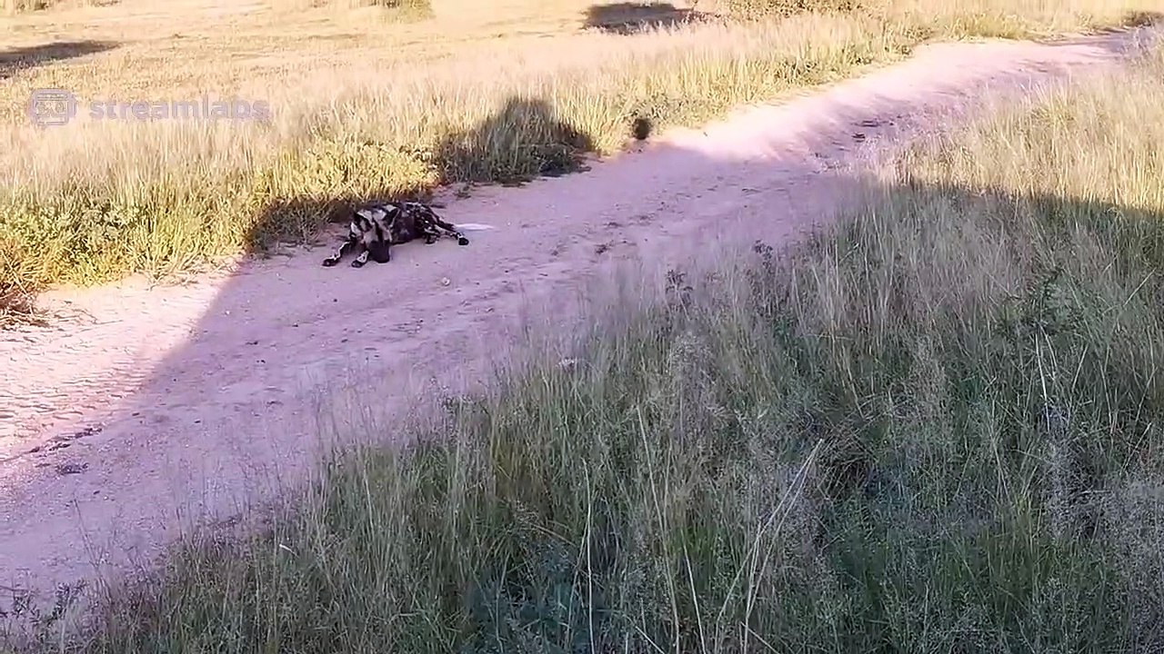 17 Wild Dogs - LIVE!