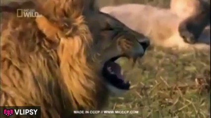 Lion laughing