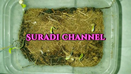 Cara menanam benih cabe