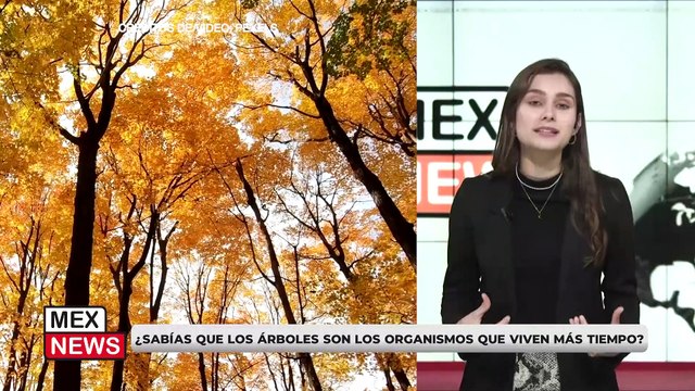 ¿SABÍAS QUE LOS ÁRBOLES SON LOS ORGANISMOS QUE VIVEN MÁS TIEMPO?