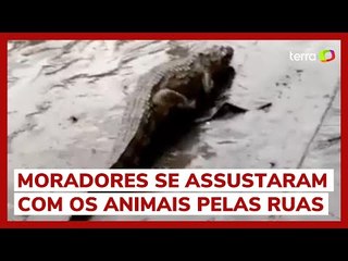 Download Video: Jacarés são vistos nas ruas do Rio de Janeiro após fortes chuvas