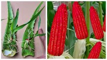 Creative ideas for the garden - Growing Red Corn with Aloe Vera and Lime