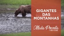 Conheça o Bear Mountain Lodge: Observatório de ursos no Alasca com Patty Leone | MALA PRONTA