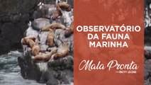 Tour pelas águas geladas do Alasca com Patty Leone | MALA PRONTA