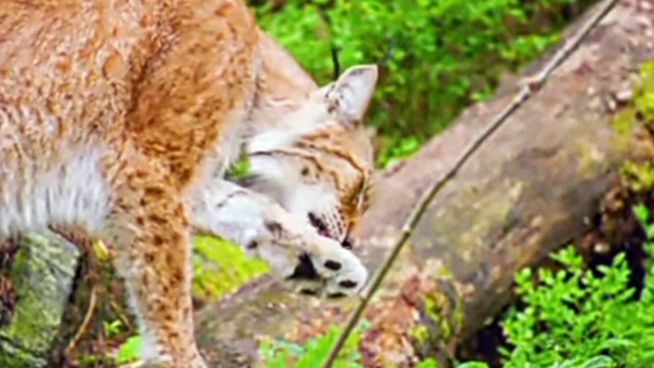 Animals sounds video 2023