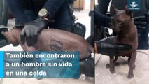 Gato egipcio es rescatado dentro del Cereso de Ciudad Juárez; tenía tatuajes de grupos criminales