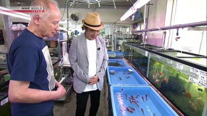 Goldfish | Japanology Plus - S04E12 | NHK World