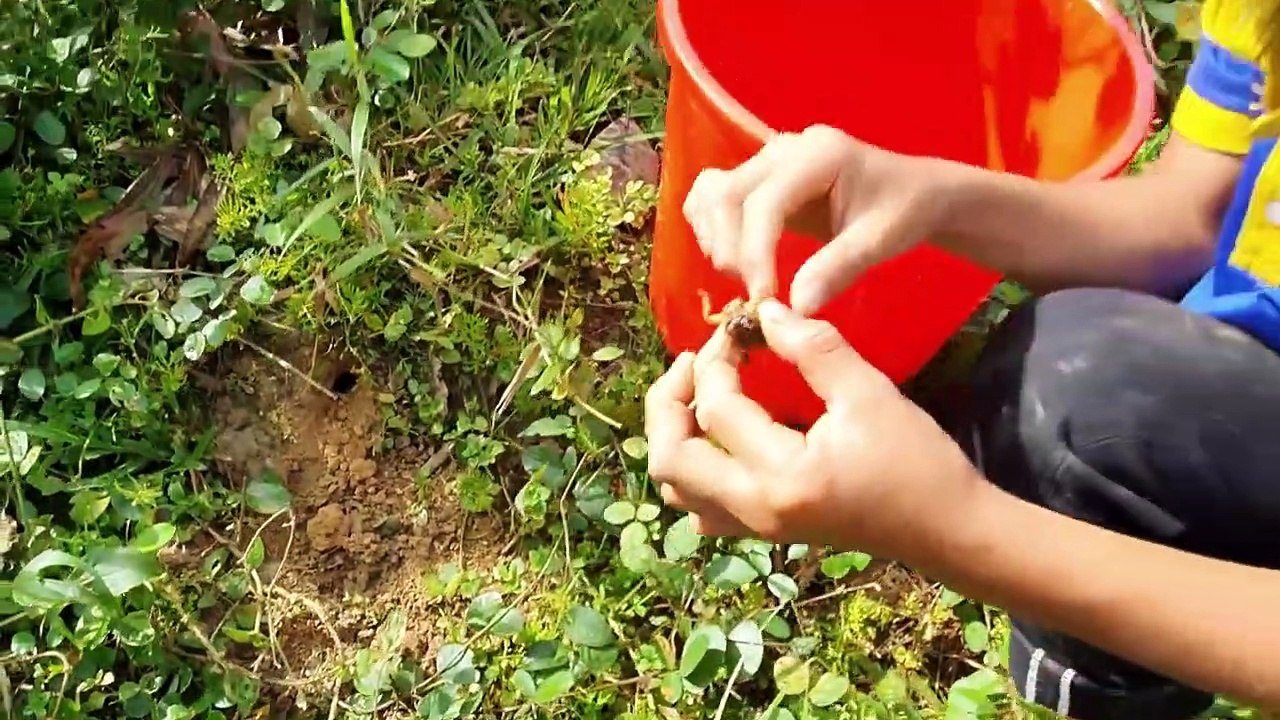 Sang Vlog - Bắt Đế Mèn Chiên Giòn! Tuổi Thơ Dữ Dội Của Nhóc Dảnh.