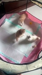 Funny cat videos | cute cats | Try not to laugh | Cat videos Compilation 2023