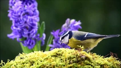 Beautiful Relaxing Music - Peaceful Soothing Instrumental Music, Stress Relief, Deep Focus Music