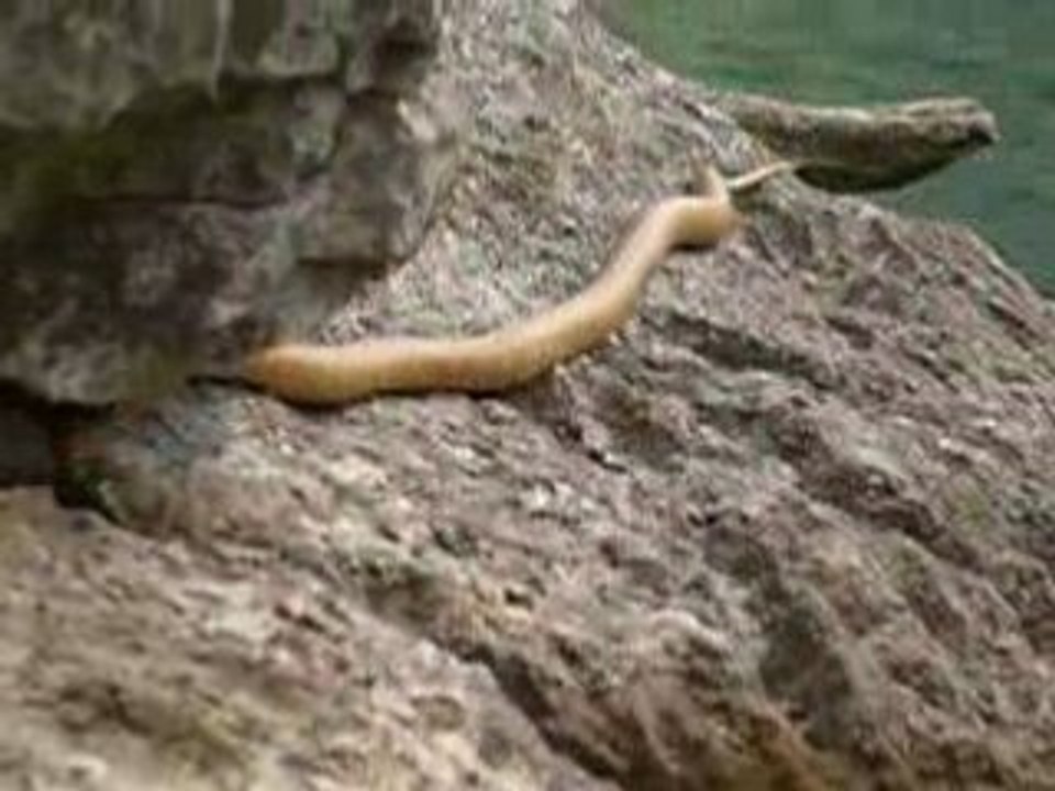 Serpent, canoé