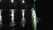 MCH 380 8 SECONDS THREE POUND WALLEY CAUGHT NIGHT FISHING AT DICKSON DAM ALEBRTA GLENNIFER LAKE.