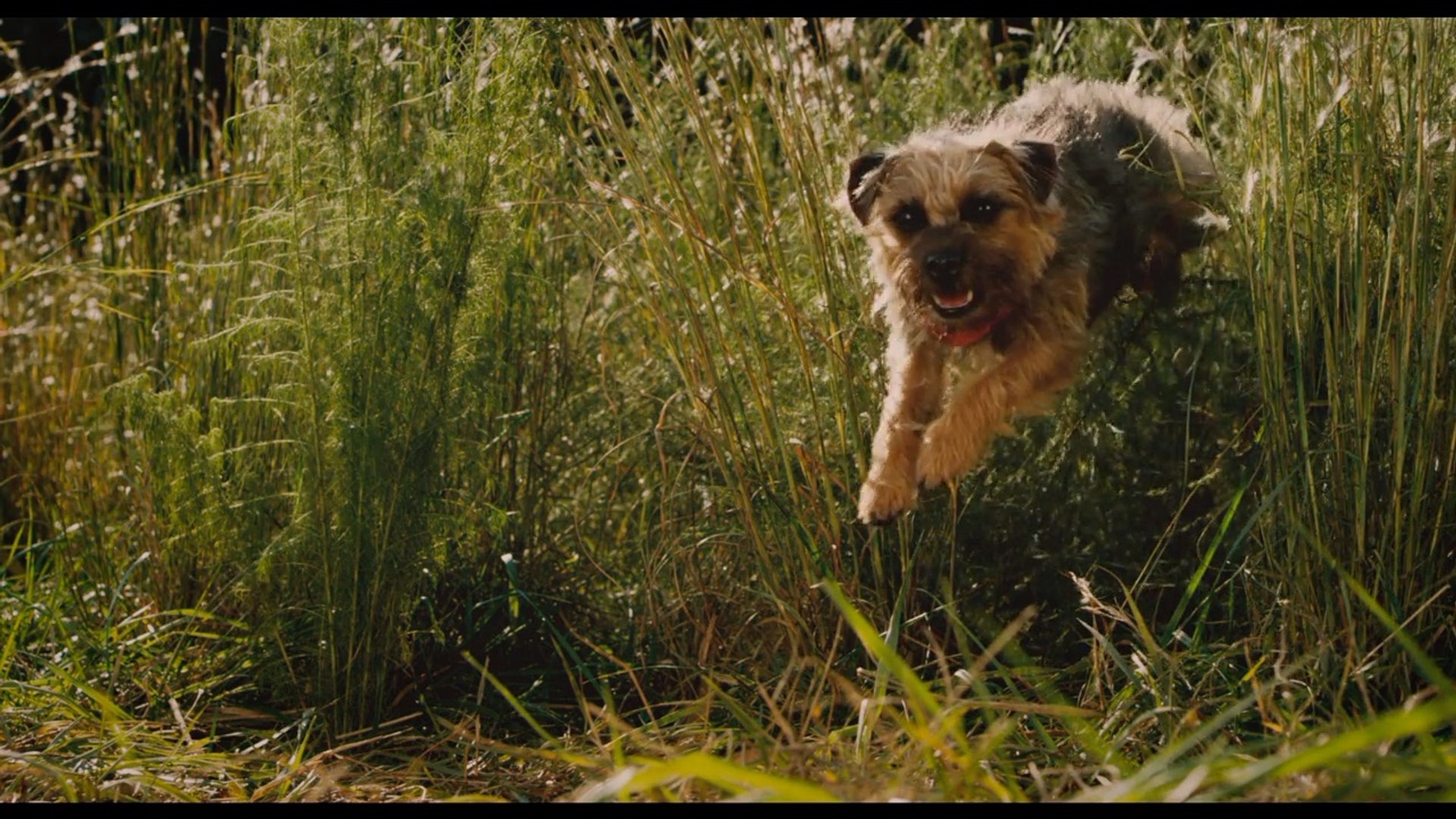 ⁣Strays Trailer | Official