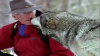 Living With Wolves (Nature Documentary)