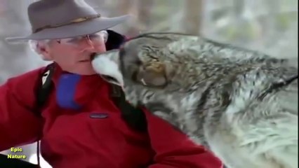 Living With Wolves (Nature Documentary)