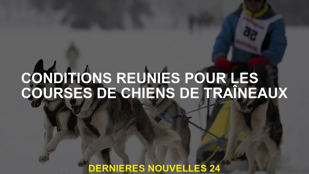 Conditions remplies pour les courses de chiens de traîneau Vidéo