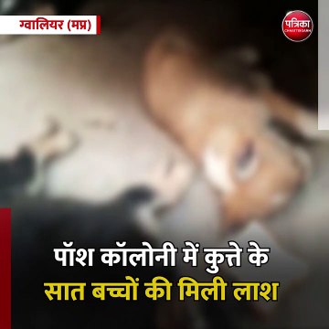 ग्वालियर (मप्र): पॉश कॉलोनी में कुत्ते के सात बच्चों की मिली लाश
