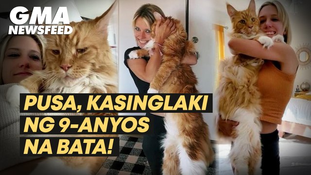 Pusa, kasinglaki ng 9-anyos na bata! | GMA News Feed