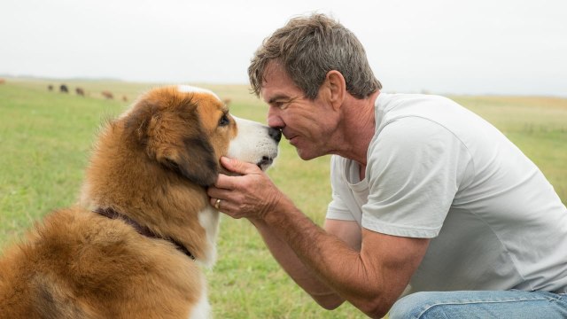 A Dog’s Purpose (2017) | Official Trailer, Full Movie Stream Preview