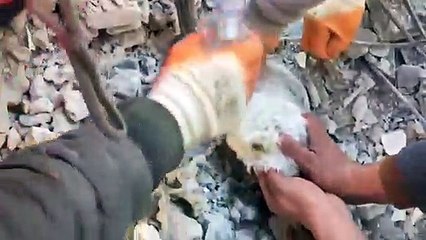 İskenderun'da enkazdan bir köpeğin kurtarıldığı anlar