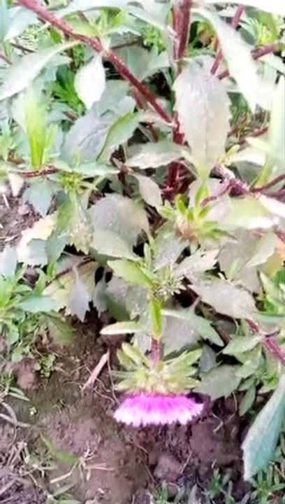 I wandered around the flower garden for some time║⁠ Bangla vlog Md Kanan sarkar kamrul 2023