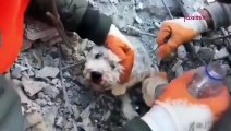 Depremden kurtarılan köpeğin görüntüsü yürekleri ısıttı!