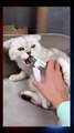How To Trim Your Cute Little  Cat’s Nails..Try Not to  Laugh....? #Viral Videos #Shorts #Short #foryou