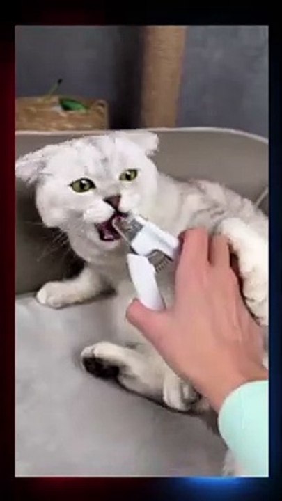 How To Trim Your Cute Little  Cat’s Nails..Try Not to  Laugh....? #Viral Videos #Shorts #Short #foryou