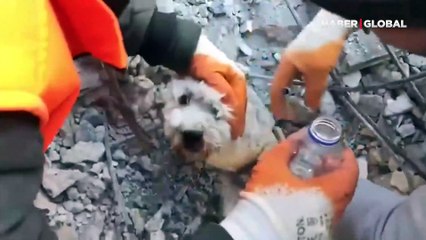 Enkaz altındaki köpeğin kurtarılma anları sevince boğdu