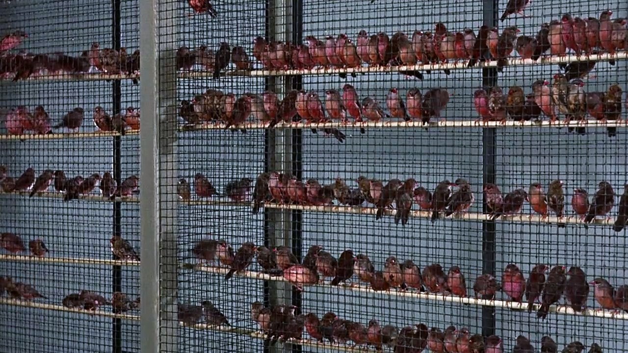 Die Vögel | movie | 1963 | Official Clip