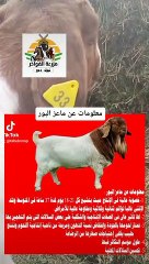 تجار ماعز البور في السعودية