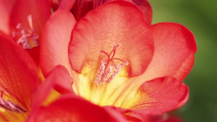 [녹색] 병충해 적고 향기 진한 국산 프리지어 품평회 / YTN