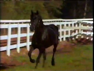 Adventures of the Black Stallion | movie | 1990 | Official Teaser