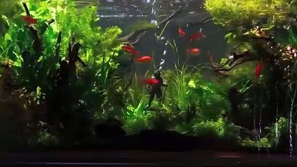 Undine - Un Amore per Sempre | movie | 2020 | Official Trailer