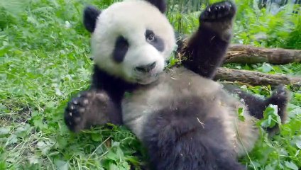 Земля: Один потрясающий день | movie | 2017 | Official Trailer