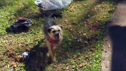 Strays Bande-annonce VO