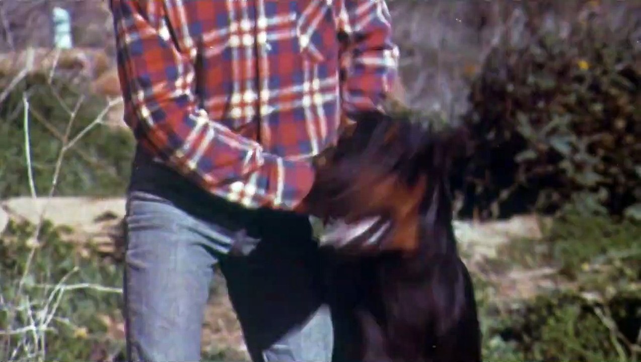 The Daring Dobermans | movie | 1974 | Official Trailer