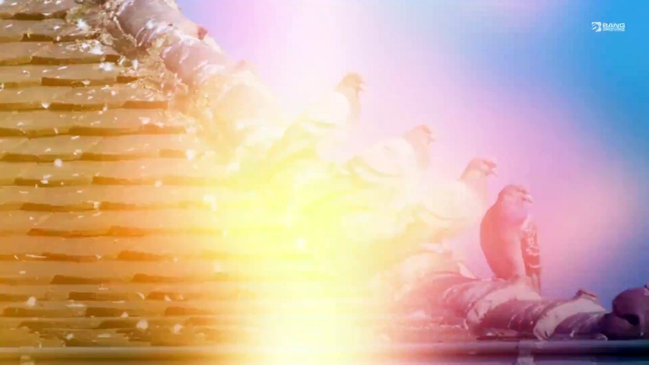 Tauben sind so schlau wie Hightech-Roboter