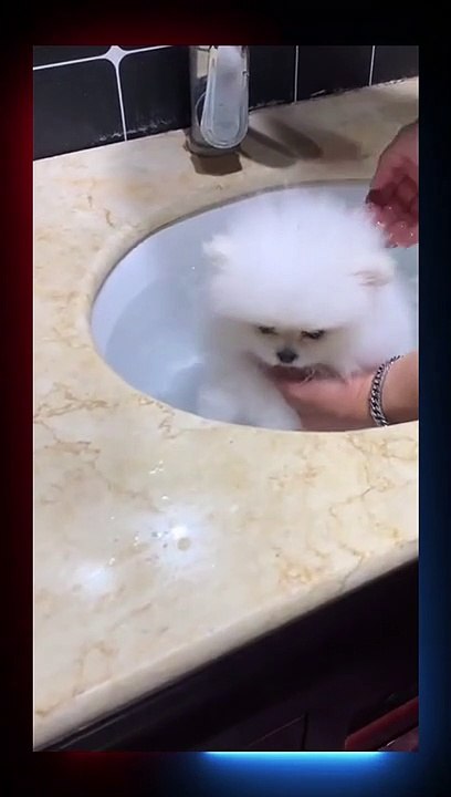 Cute Little Cat  Baby Shower  #Viral #for you #shorts #Short