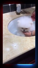 Cute Little Cat  Baby Shower  #Viral #for you #shorts #Short