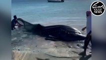 Video of ‘gentle giant’: Whale shark caught in fishing net, what happened next