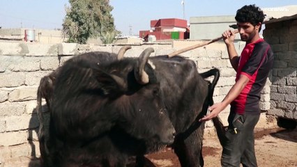 فيديو: سلالة جديدة من الحمى القلاعية تفتك بالجواميس في العراق