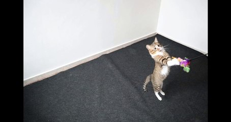 Cute Cat Jumps to Catch the Toy, Cat Photography